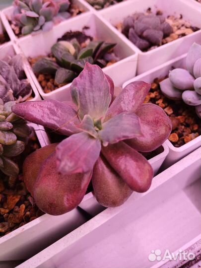 Эхиверия,Diamond State