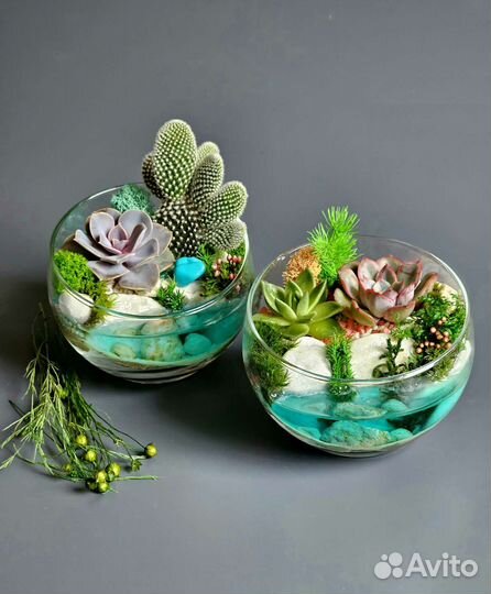 Флорариум суккуленты