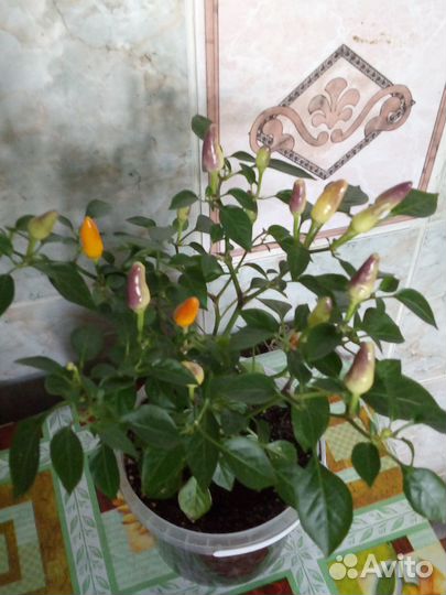 Перец декоративный острый Фитилек 1