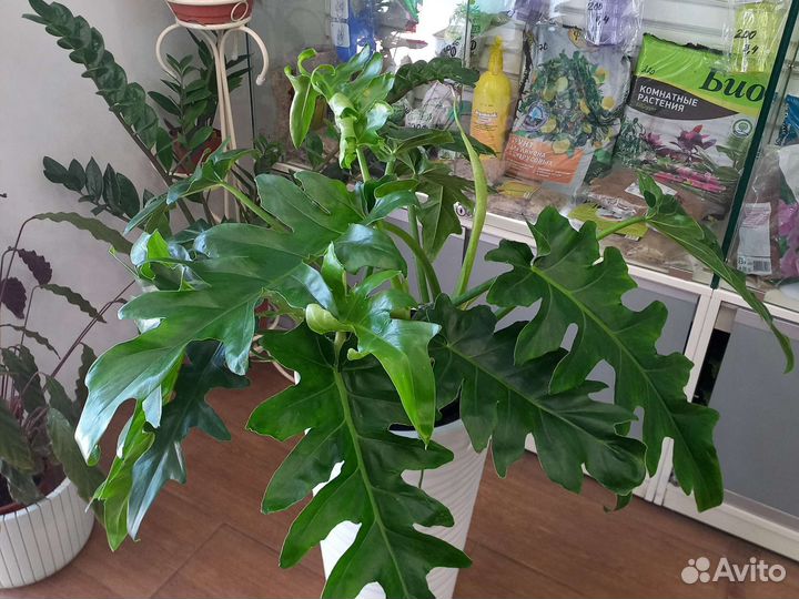 Комнатные растения