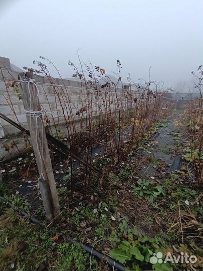 Саженцы малины