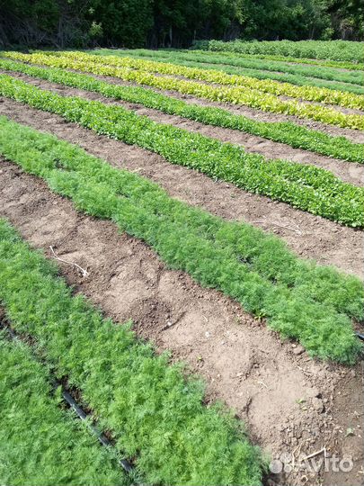 Свежая зелень