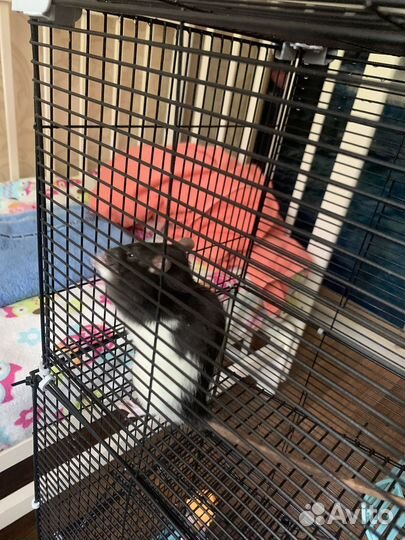 Крыса дамбо