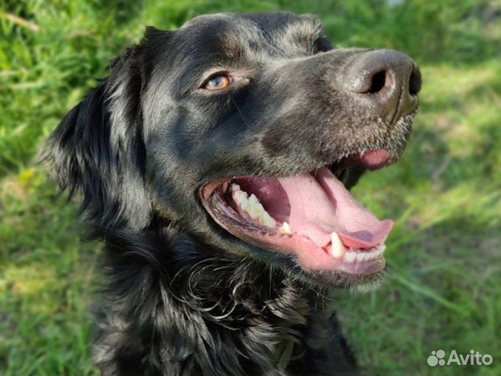 Собака из приюта