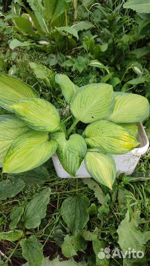 Редкие растения для сада