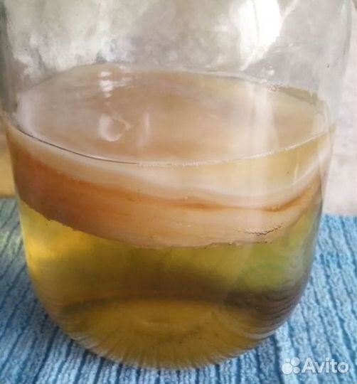 Чайный гриб комбуча