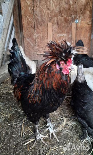 Молодые петухи