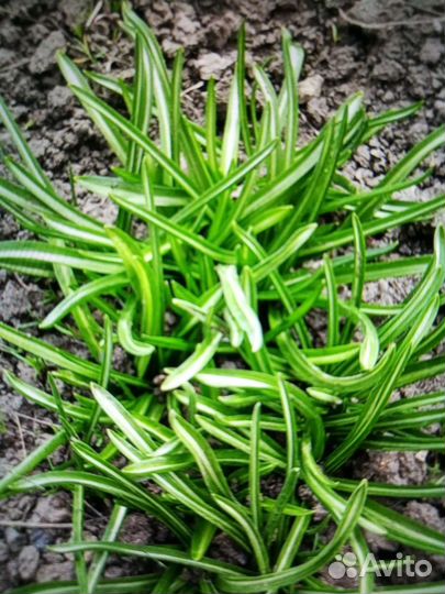 Птицемлечник