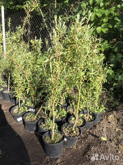 Ива Свердловская извилистая