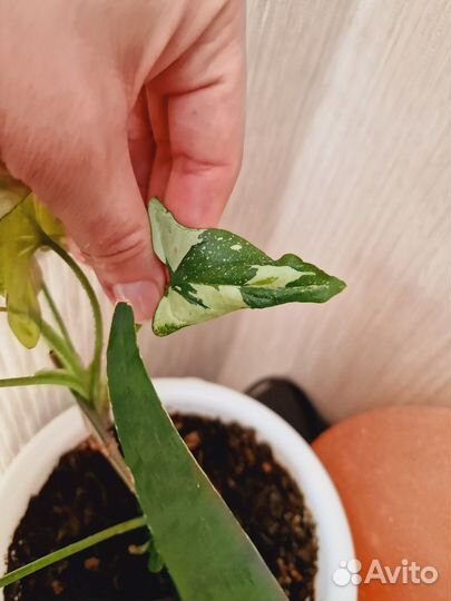 Сингониум Триколор. Тайланд