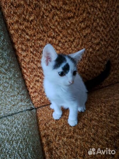 Кошки в добрые руки бесплатно