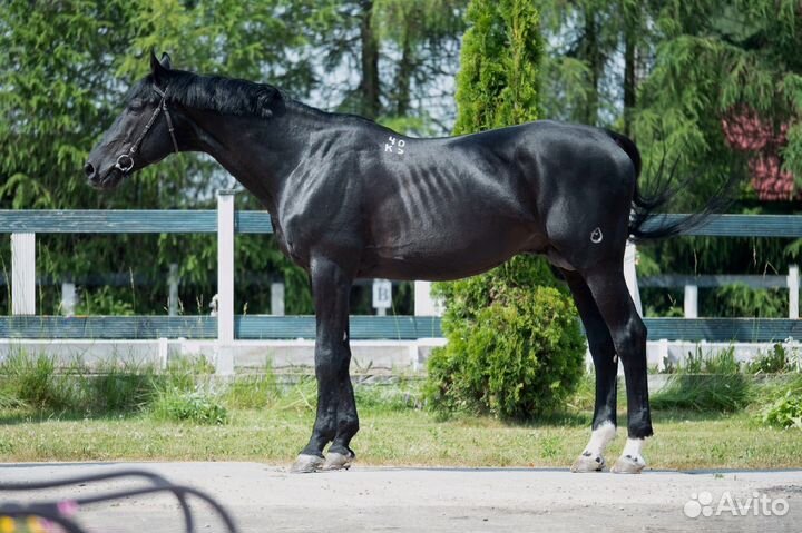 Продается замороженное семя. Сыновья Буга и Тавра