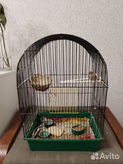 Птица Японская амадина