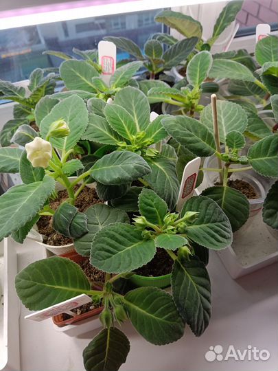 Глоксиния, разные сорта