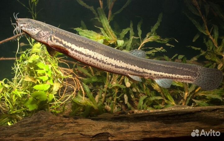 Рыба вьюн живой