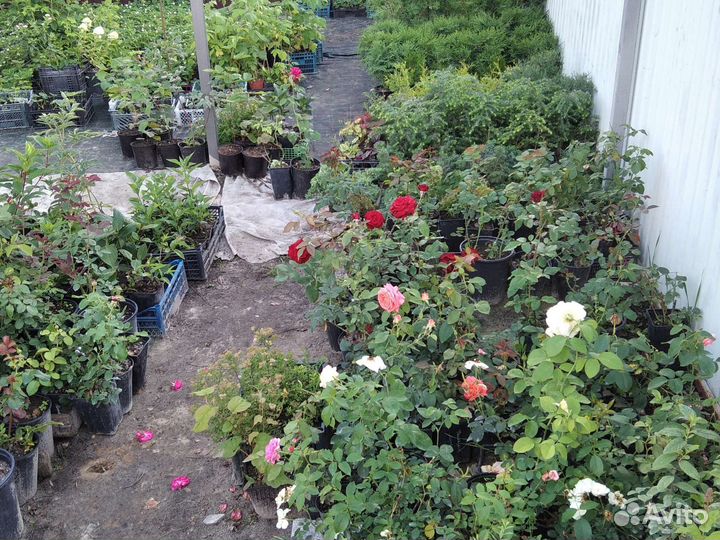 Саженцы плодово ягодных культур