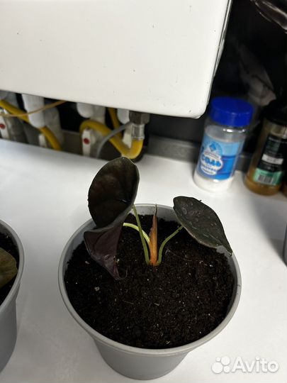 Алоказия Купрея ред