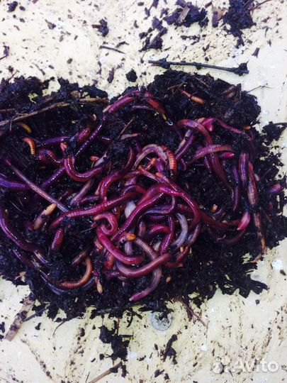 Продажа калифорнийского червя