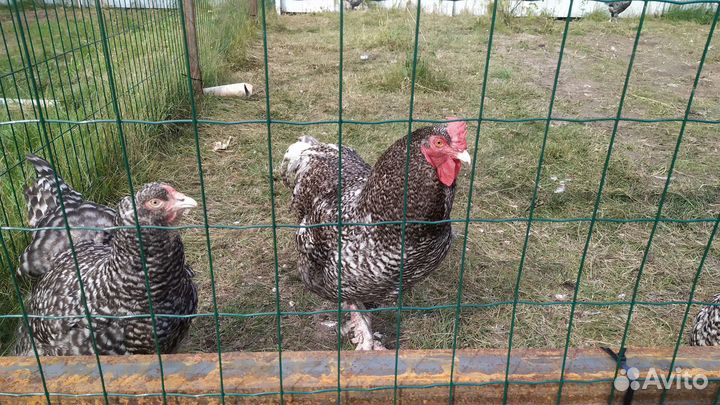 Цыплята Мехеленской кукушки