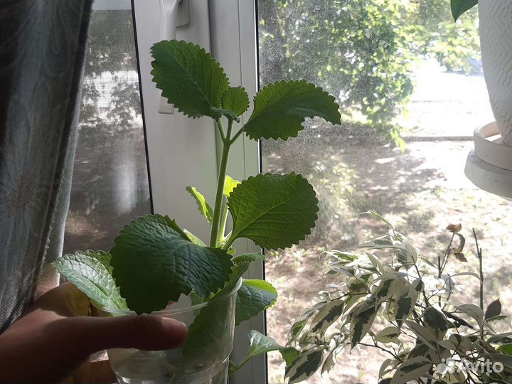 Мята домашняя