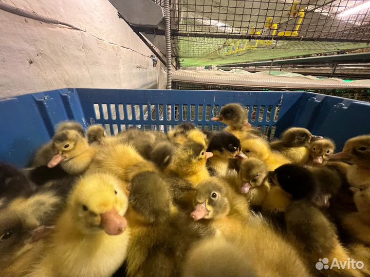 Утка фаворит суточная