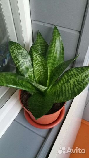 Сансевиерия (тещин язык)