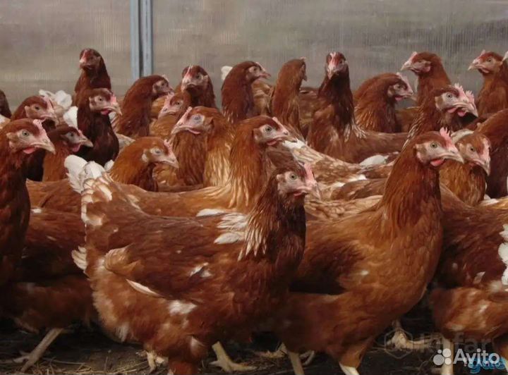 Шикарные молодки Доминанты, 4 месяца