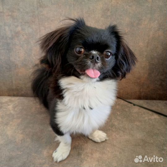 Пекинес мальчик