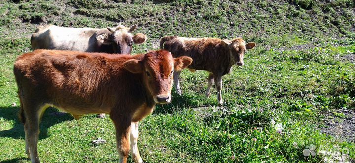 Телята симменталы