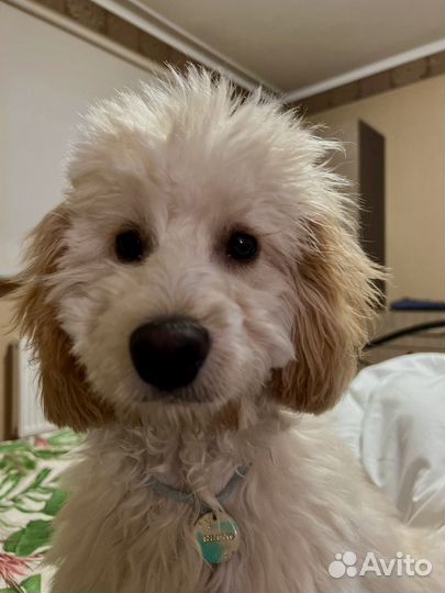 Вязка собак кокапу