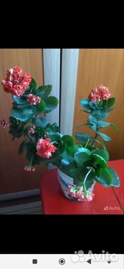 Комнатные цветы