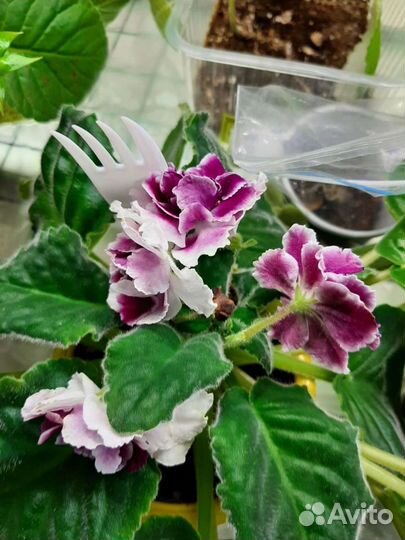 Цветущие фиалки