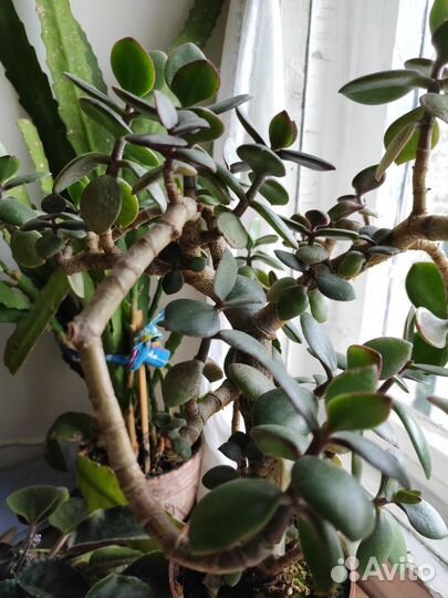 Комнатные растения