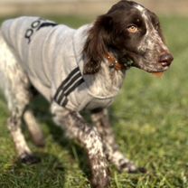 Английский кокер-спаниель, взрослый пёс