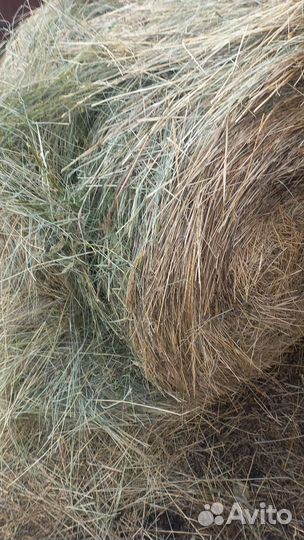 Сено.кострец- 2024