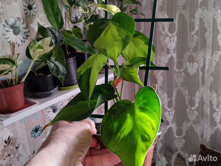 Сциндапсус и эпипремнумы