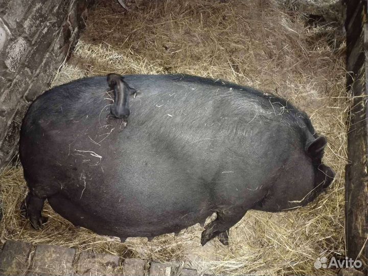 Вьетнамский вислобрюхий поросенок