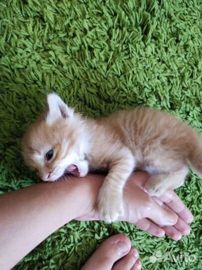 Рыжий котенок в добрые руки
