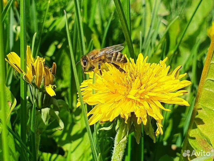 Мёд Цветочный 