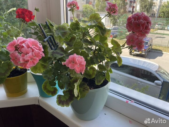 Герань пеларгония