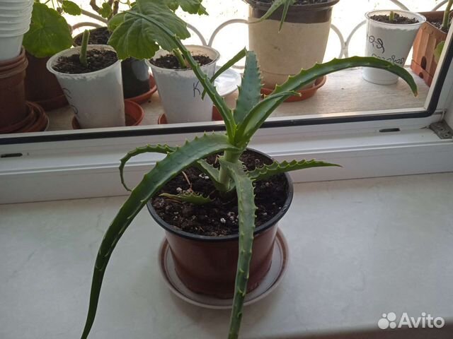 Цветок алоэ