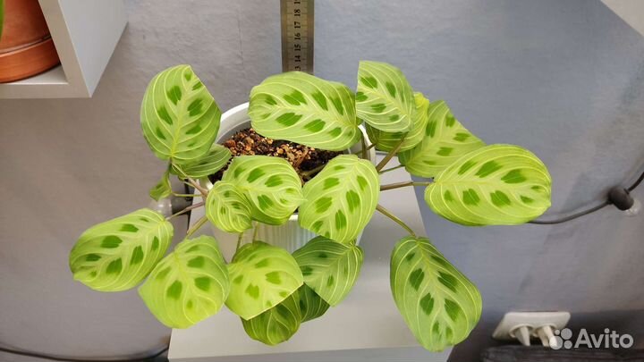 Маранта, рафидофора, сингониум