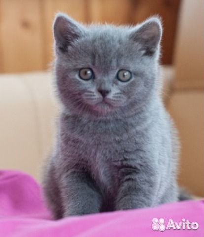 Британские котята