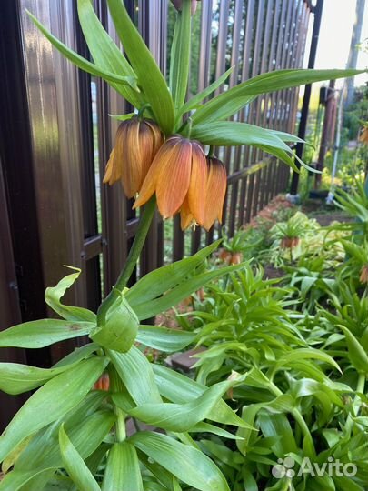 Императорский рябчик