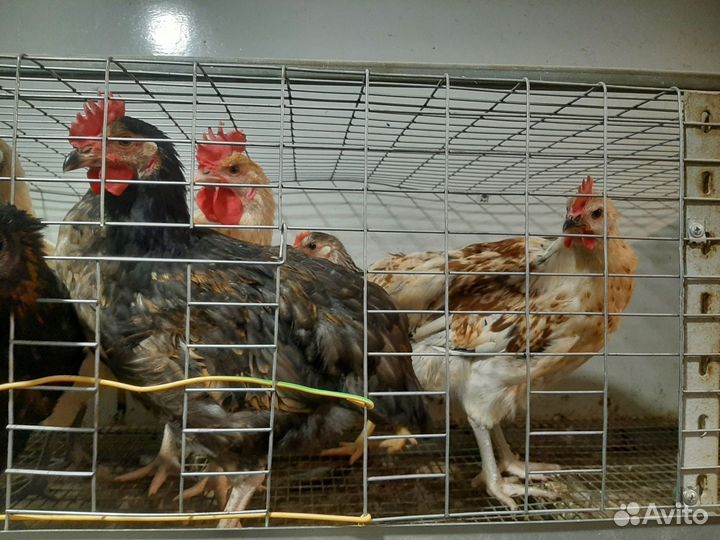 Молодые петухи