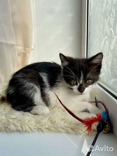 Котенок в добрые руки