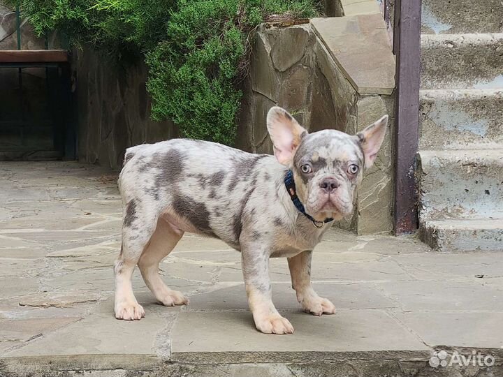 Лиловый мальчик