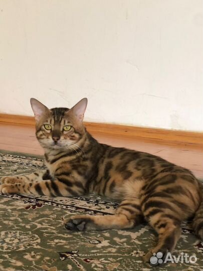 Бенгальский кот