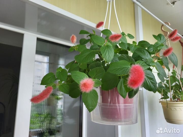 Акалифа (лисий хвост), аукуба