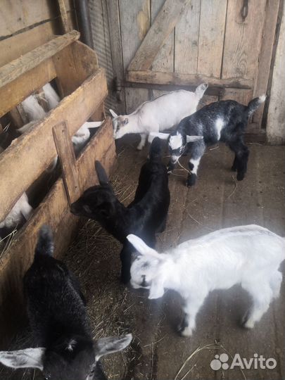 Вьетнамские свиньи, козлята